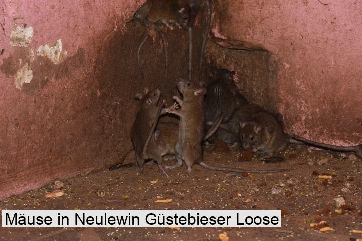 Mäuse in Neulewin Güstebieser Loose